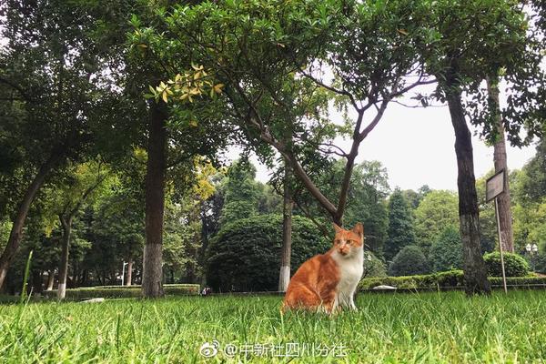 【51吃瓜app下载安装无病毒】就是变紫白色的花菜